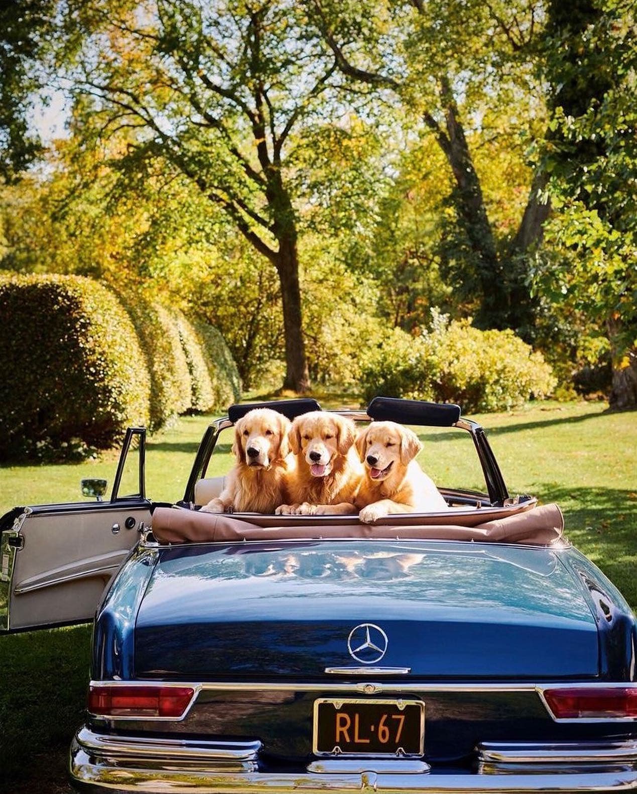 Golden Retrievers in a Mercedes in the Hamptons